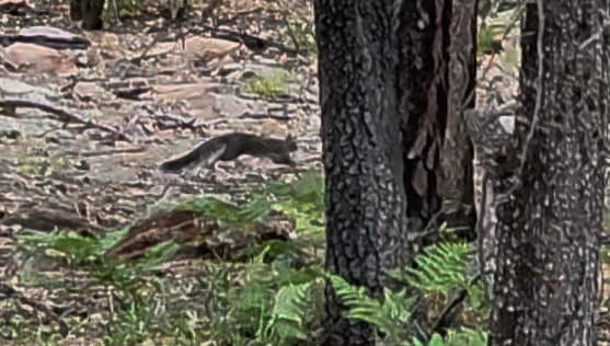 Rock Squirrel