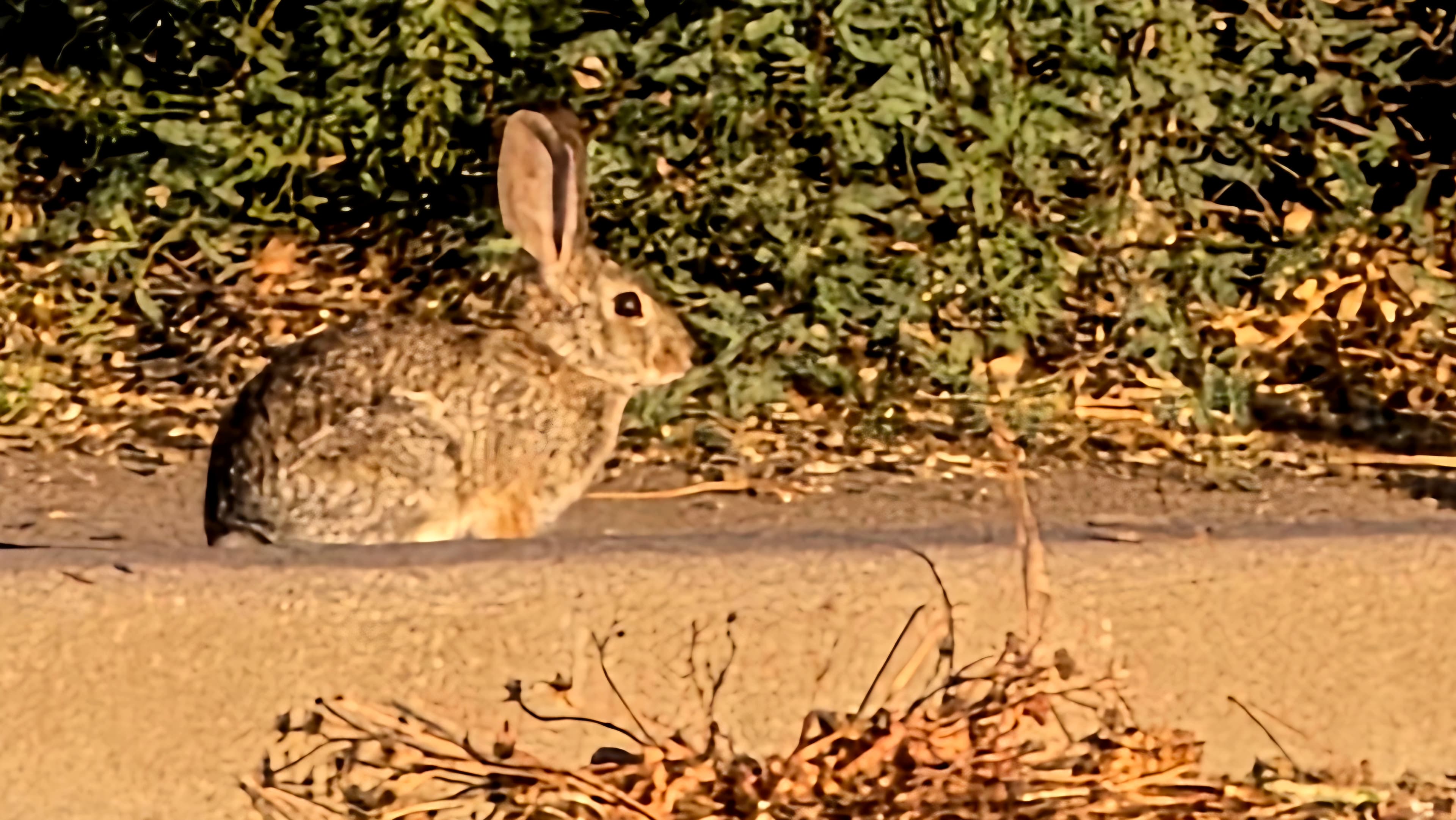 Desert Cottontail
