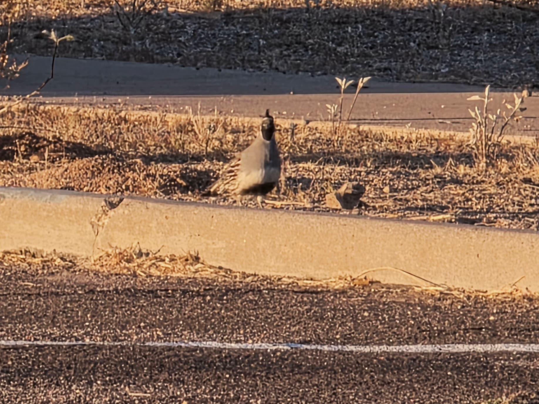 Gambel's Quail