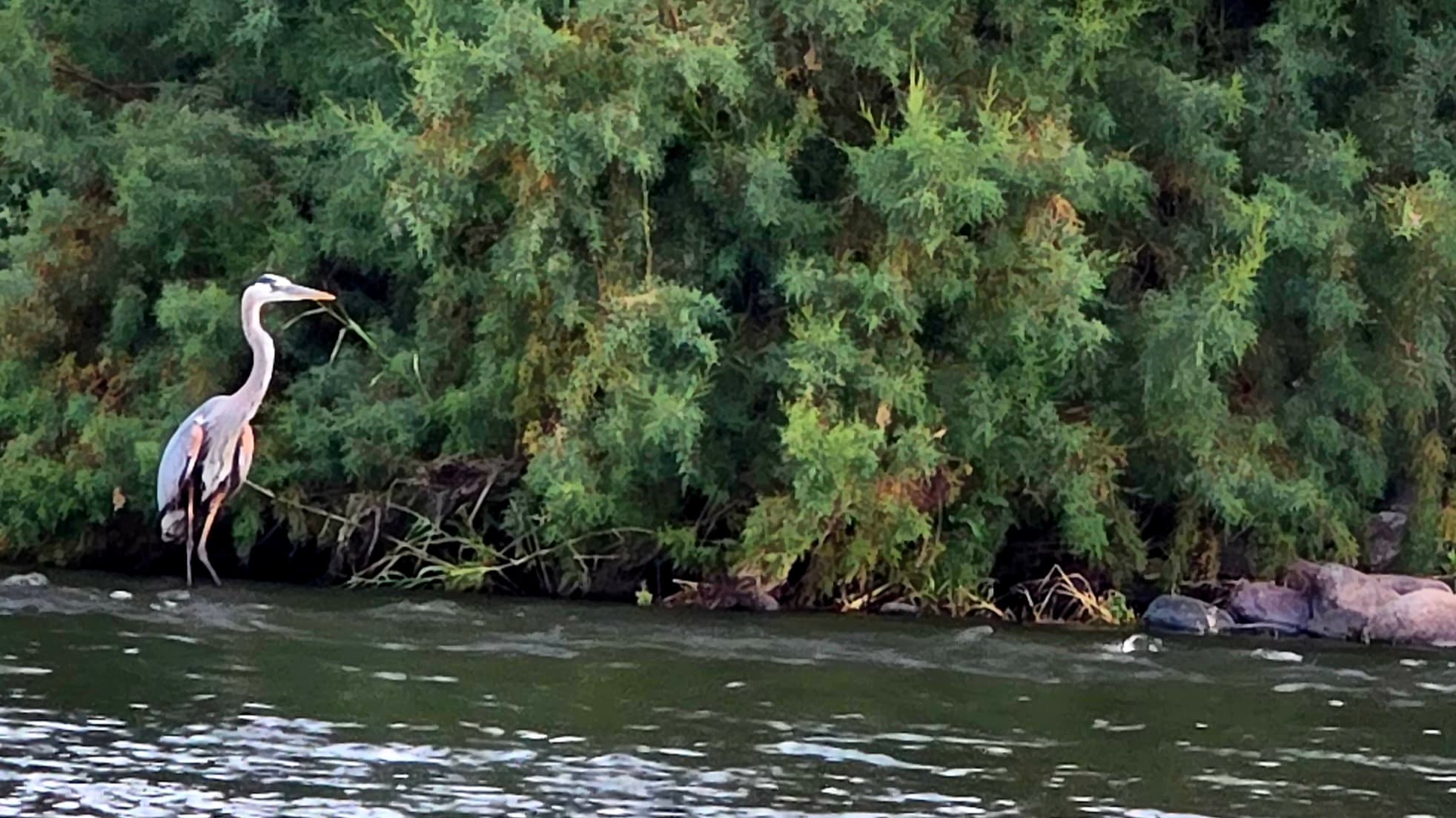 Great Blue Heron